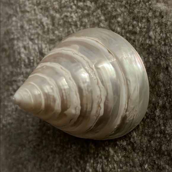 Elegant Swirled Seashell Decor - Picture 3 of 3